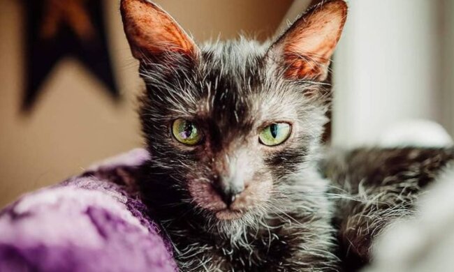 Katze Gracie. Quelle: Screenshot Youtube