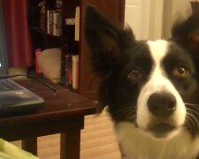 Border Collie. Quelle: Youtube Screenshot