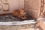 Katzenbaby ohne Auge überlebt gegen alle Chancen. Quelle: Youtube Screenshot
