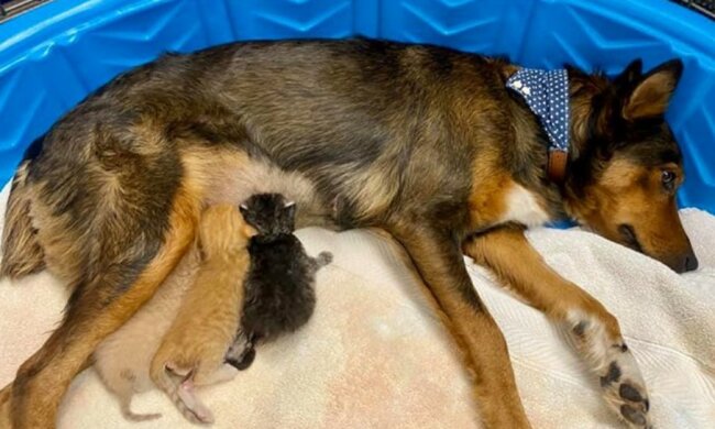 Die Hündin fütterte Kätzchen mit ihrer Milch, und sie ersetzten ihr die Kinder