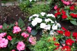 Blumen im Garten. Quelle: Youtube Screenshot