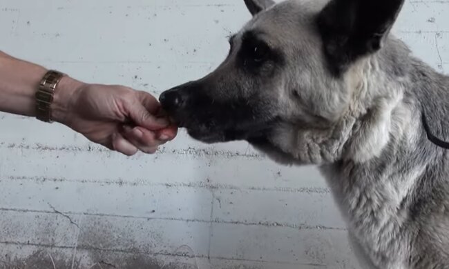 Jedes Hündchen träumt von einer Familie. Quelle: Screenshot YouTube