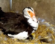 Eine Ente brütet ihre Eier aus. Quelle: Youtube Screenshot