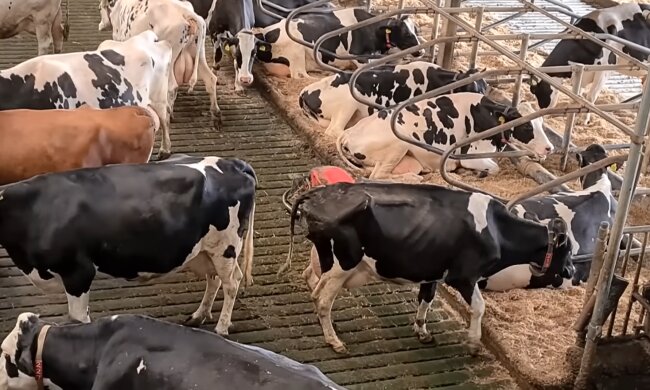 „Ich halte Kühe und komme mit den Steuern kaum noch klar“: Landwirt über die heutige finanzielle Situation