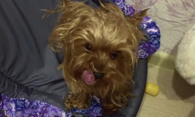 Yorkshire-Terrier. Quelle: Screenshot YouTube