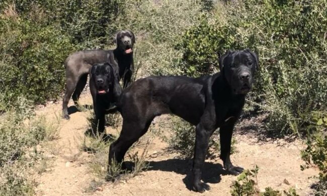 Die Hunde verliefen sich in den Bergen und verwilderten dort, aber gutherzige Menschen retteten sie