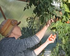 Eine Frau versucht, die Ernte vor ihren Nachbarn zu retten. Quelle: Screenshot YouTube