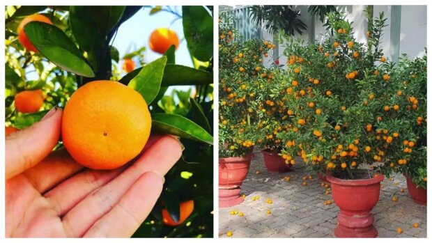 Mandarinen wachsen zu Hause. Quelle: focus.сom
