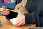 Besitzerin verwöhnt ihr Langohr mit einem Teelöffel. Quelle: Youtube Screenshot
