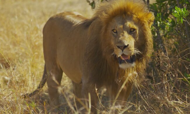 Lambert. Quelle: YouTube Screenshot