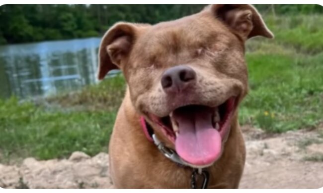 Puddin. Quelle: animalchannel.com