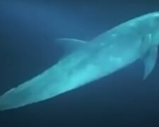 Delphin. Quelle: YouTube Screenshot