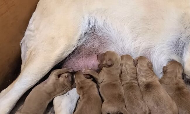 Das waren überhaupt keine Hunde. Quelle: Youtube Screenshot