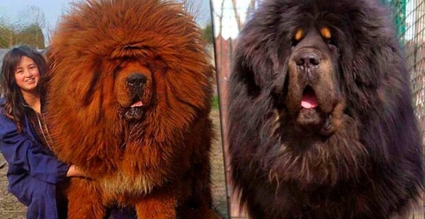 Der teuerste Hund der Welt: Wie ein tibetischer Mastiff aussieht