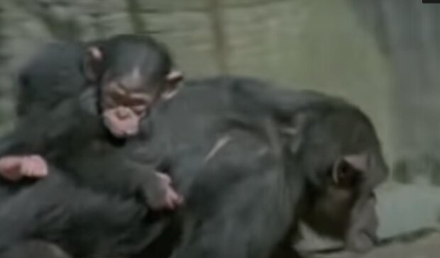 Schimpanse Familie . Quelle: Screenshot YouTube