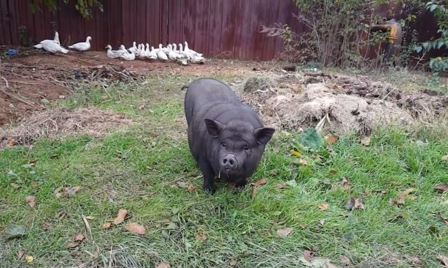 Schweinchen Lulu. Quelle: Youtube Screenshot