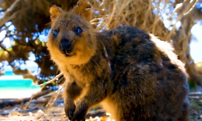 Quokka. Quelle: YouTube Screenshot
