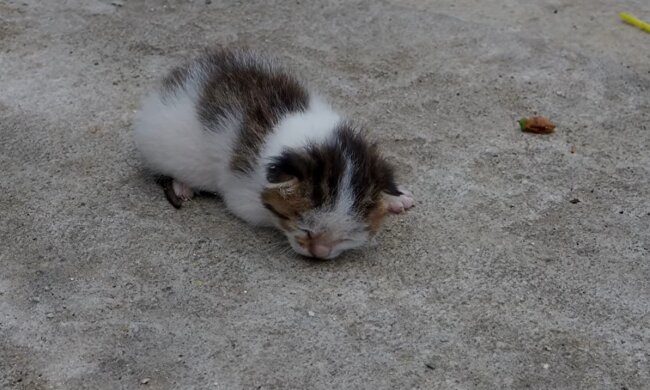 Babykatze (Symbolbild). Quelle: Youtube Screenshot