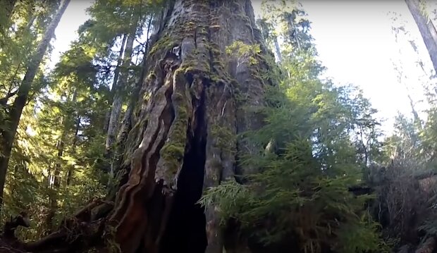 Der höchste Baum der Welt. Quelle: Screenshot YouTube