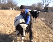 Andrej, Kuh und Ochse. Quelle: Screenshot Youtube