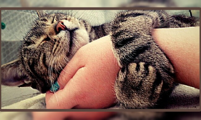 Eine Katze. Quelle: focus.com