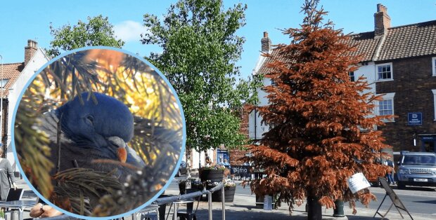 Gesetzlich verboten: Stadtweihnachtsbaum steht noch im Juni wegen einer Taube