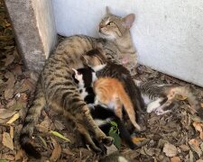 Katze Mia nimmt zwei Kitten bei sich auf. Quelle: Youtube Screenshot