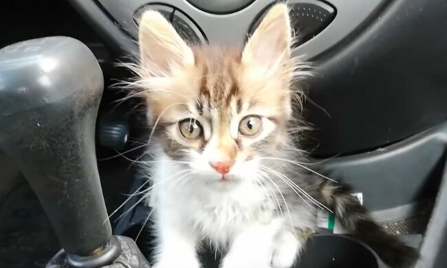 Charmanter Reisebegleiter. Quelle: Screenshot YouTube