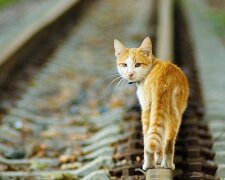 Der Fahrer aus Holland hielt den Zug an, um die Katze zu retten