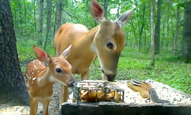 Ungewöhnliche Waldfreunde. Quelle: Screenshot YouTube