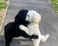 Ein Hund traf sich mit seiner weißen Kopie, sie umarmten sich so, dass es alle berührte
