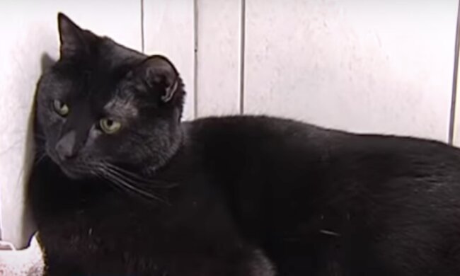 Kater. Quelle: Screenshot YouTube