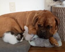 Niedlich und liebevoll: Katzenmama stellt ihr eine Woche altes Kätzchen ihrem Hundefreund vor