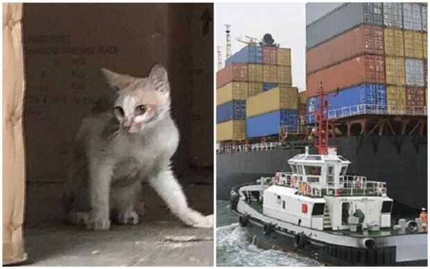 Kätzchen verbrachte 45 Tage auf einem Schiff. Quelle: Screenshot Youtube