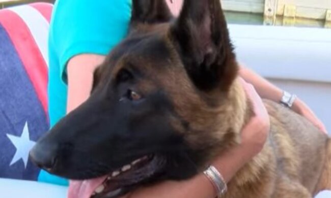 Mehr als Treue: der Hund schwamm sechs Meilen und lief 12 km, um wieder mit seiner Familie vereint zu sein