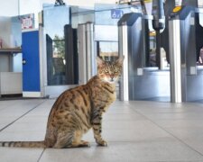 Jeden Morgen kommt die Katze zum Bahnhof um mit Menschen zu plaudern