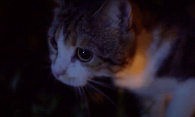 Katze. Quelle: Screenshot YouTube