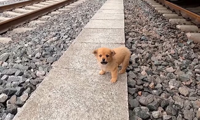 Der Welpe. Quelle: Youtube Screenshot