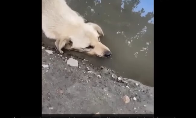 Hund. Quelle: Screenshot