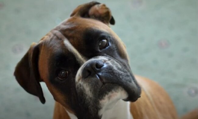 "Die dunkle Seite des Haustieres": Der Hund kaute Dutzende Dinge und verursachte Schaden im Wert von 8000 Euro