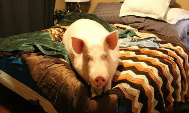 Esther: Ein 227 Kilogramm schweres Mini-Schweinchen, das in einem Haus lebt