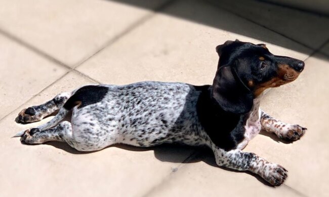 Dackel. Quelle: Screenshot YouTube