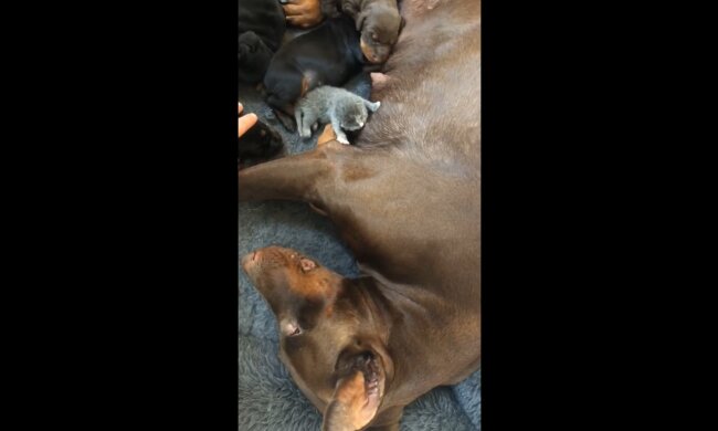 Dobermann-Mutter mit Babies. Quelle: Youtube Screenshot