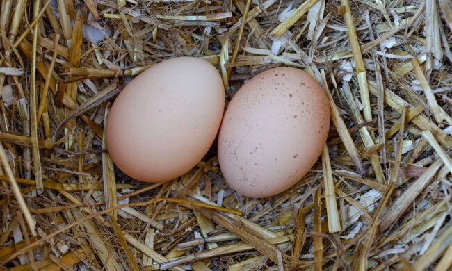 Ein Mann legte heimlich ein Hühnerei zu dem Adler und beobachtete die Reaktion des Vogels, als ein Küken schlüpfte
