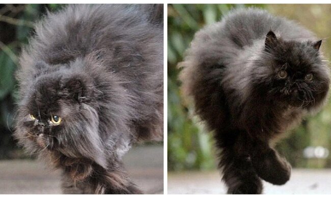 Der Kater verlor beide Hinterpfoten: Er wurde von einem Jungen behandelt, der ihm beibrachte, auf den Vorderbeinen zu laufen