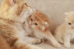 Katze und Kätzchen. Quelle: Screenshot YouTube