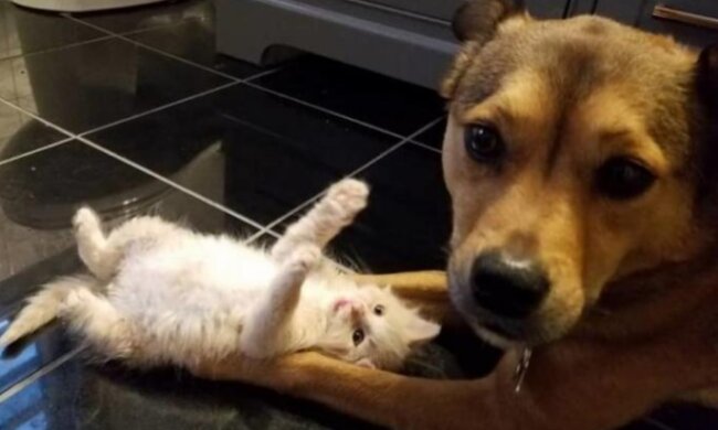 Der Hund fand Kätzchen auf der Straße und wurde ihr "Adoptivvater"