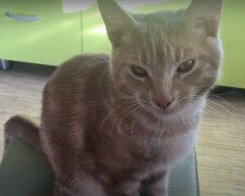 Katze. Quelle: Screenshot YouTube