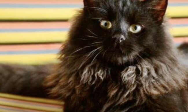 Katze. Quelle: Screenshot YouTube