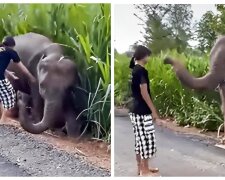 Elefant. Quelle: Screenshot YouTube